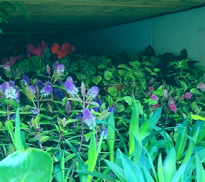 3 Super Hot Chillies online slot