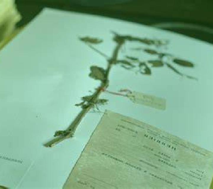 Coyote Gold slot