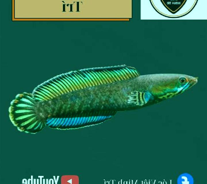 Touch Down HD slot machine